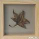 Liquidambar leaf - wooden frame, small Liquidambar leaf - wooden frame, small